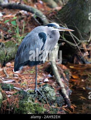 Bleu oiseau Heron close-up Vue de profil debout sur une roche par l'eau avec un arrière-plan flou, displaying blue plumes plumage, bec, pieds, yeux, en j Banque D'Images