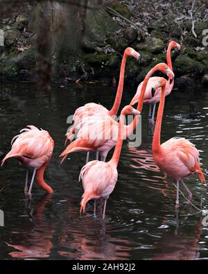 Oiseaux Flamingo close-up Vue de profil de l'interaction et l'affichage de flamants six leurs belles têtes, becs, yeux, de longues jambes, dans leur environnement d'un Banque D'Images