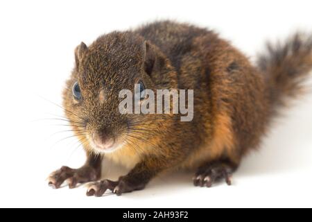 Les trois-sol rayé (Pachycephala insignis) est une espèce de la sous-famille des Trochilinae. isolé sur fond blanc Banque D'Images