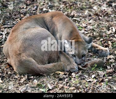 Floride panthère au repos des animaux dans le champ affichant un pelage brun, la tête, les oreilles, les yeux, les pieds, la queue dans son environnement et ses environs. Banque D'Images