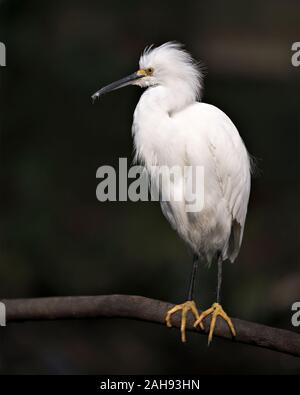 Aigrette neigeuse close-up Vue de profil perché sur l'affichage de la direction générale des plumes blanches, plumage, tête, bec, oeil, pieds dans son environnement et ses environs avec Banque D'Images