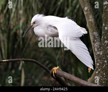 Aigrette neigeuse bird close up profile view perché sur l'affichage de la direction générale des plumes blanches, plumage plumage duveteux, tête, bec, oeil, pieds, jambes noir jaune Banque D'Images