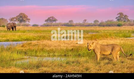 Un jeune lion se trouve à côté d'une rivière au coucher du soleil, sous le vent d'un éléphant d'Afrique sur la rivière Khwai, Botswana. Banque D'Images