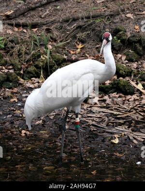 Oiseau Grue blanche close-up Vue de profil debout la tête dans l'eau avec le feuillage contexte affichant des plumes blanches, plumage bec, tête couronnée rouge Banque D'Images