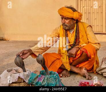 Varanasi, Inde - le 12 novembre 2015. Un Indien charmeur de serpent se penche et touche le visage d'un roi cobra snake qu'il a hypnotisé. Banque D'Images