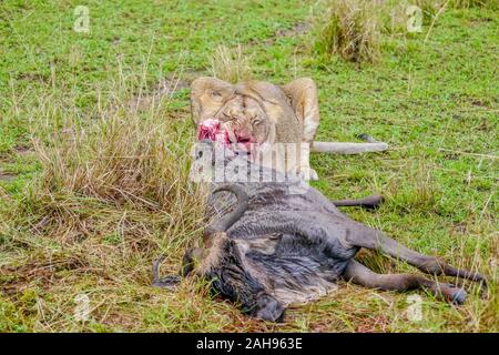 Un safari africain scène montrant un adulte lionne de mâcher de la chair d'un gnou elle a juste tué pendant la grande migration annuelle dans le Masai. Banque D'Images