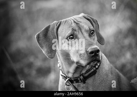 Le Rhodesian Ridgeback Banque D'Images