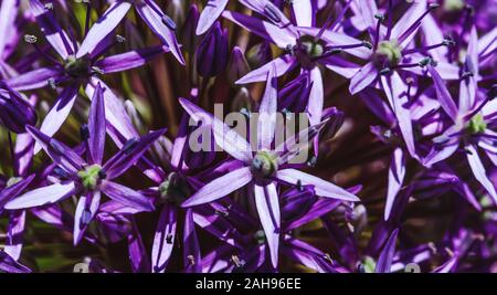 Purple Onion perse avec de beaux pétales dans le temps en herbe. Plante en fleurs violet vibrant période. Vue de dessus de l'étoile plante en floraison. Banque D'Images