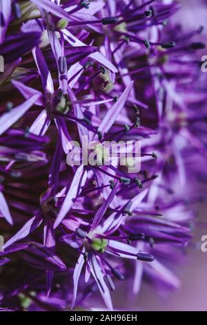 Plante en fleurs violet vibrant période. Purple Onion perse avec de beaux pétales dans le temps en herbe. Vue de dessus de l'étoile plante en floraison. Banque D'Images