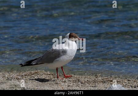 Mouette à tête brune dans le lac Pangong en été, Ladakh, Inde Banque D'Images