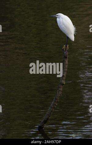 Un LITtle Egret (Egretta garzetta) perché sur un bâton tout en pêchant dans un étang dans le parc Izumi no Mori à Tsuruma, Kanagawa, Japon. Banque D'Images