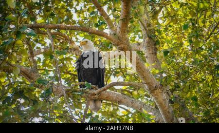 Low angle view of un pygargue à tête blanche (Haliaeetus leucocephalus) perché sur une branche d'arbre, entouré de feuillage, près de Vancouver, Canada. Banque D'Images