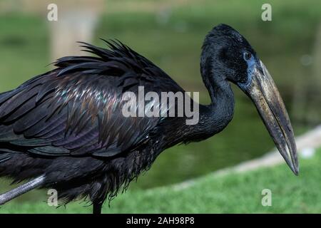 L'African openbill Anastomus lamelligerus () est une espèce de la famille des Ciconiidae cigogne en debout dans l'herbe montrant ses plumes noir brillant. Banque D'Images