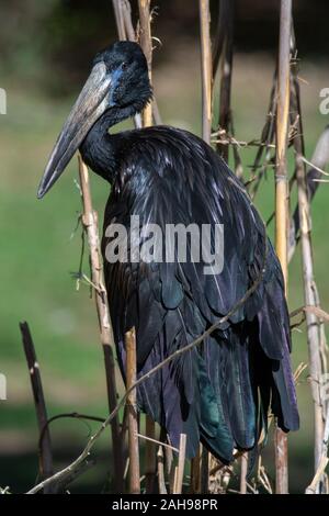 L'African openbill Anastomus lamelligerus () est une espèce de la famille des Ciconiidae cigogne en debout dans l'herbe montrant ses plumes noir brillant. Banque D'Images