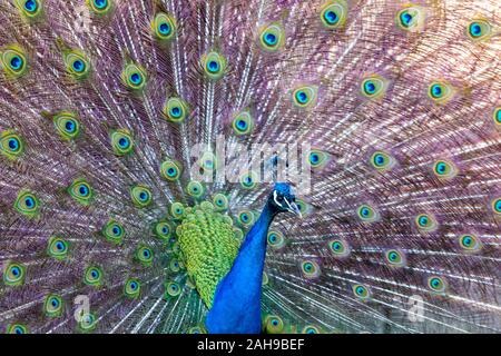 Paons Indiens mâles - Pavo cristatus affichant sa queue Banque D'Images