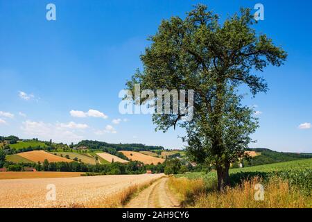 Des champs de céréales, paysage agricole près de Bad Schallerbach, trimestre d'Hausruck, Haute Autriche, Autriche Banque D'Images