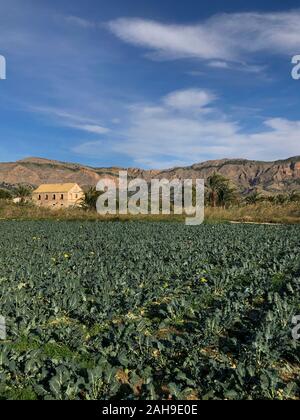 Champ de brocoli avec des montagnes dans le paysage en arrière-plan éclairé par le soleil, Torrevieja, Costa Blanca, Alicante province, Espagne Banque D'Images