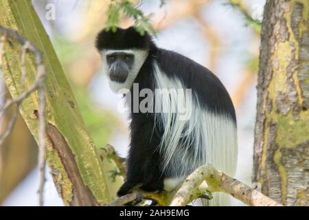 Colobus Guereza (Colobus guereza) regarder à partir d'un arbre, lac Naivasha, Kenya. Banque D'Images