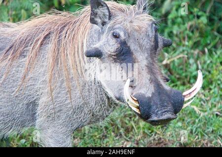 Phacochère commun, (Phacochoerus africanus), homme, région du lac Naivasha, au Kenya. Banque D'Images