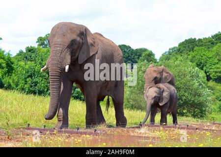 Les éléphants, avec un bébé éléphant, à West Midland Safari Park, Bewdley, Worcestershire, Angleterre, RU Banque D'Images