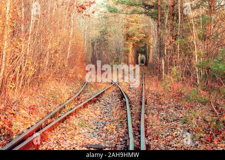 Vieux Chemin de fer dans la forêt d'automne. Tunnel naturel Banque D'Images