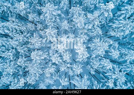 Vue de dessus d'une forêt de pins couverts de neige. Les arbres sont couverts de neige. Bird's-eye Banque D'Images