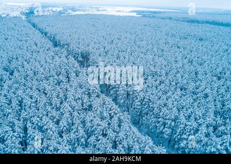 Pine forêt enneigée en hiver. Les arbres couverts de neige. Vue aérienne. Nature fond Banque D'Images