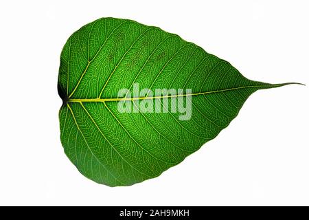 Close up of sacred fig leaf(Ficus religiosa) isolé sur fond blanc.saecred feuille de figuier qui s'appelle pipul arbre dans l'Inde et le Pakistan. Banque D'Images