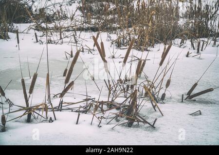 Les quenouilles, l'herbe sur un fond de neige en hiver Banque D'Images