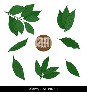 La feuille de laurier. Vector hand drawn ensemble d'herbes cosmétique isolé sur fond blanc. Huiles essentielles composants illustration. Icônes d'ingrédients d'Aromathérapie Illustration de Vecteur