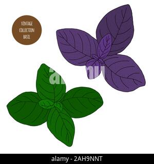 Le basilic. Vector hand drawn ensemble d'herbes cosmétique isolé sur fond blanc. Huiles essentielles composants illustration. Ingrédients d'Aromathérapie d'icônes. S Illustration de Vecteur