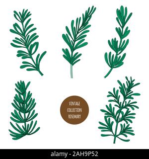 Le romarin. Vector hand drawn ensemble de plantes cosmétiques isolé sur fond blanc. Huiles essentielles composants illustration. Icône ingrédients aromathérapie Illustration de Vecteur