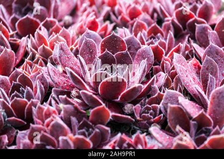 Poule et poussins plante Rouge Houseleek Sempervivum 'Crispyn', succulents jardin Sempervivums rouge foncé couleur Banque D'Images