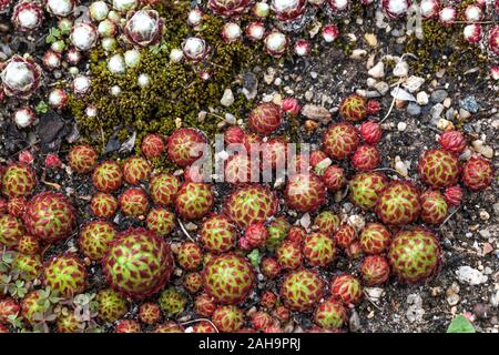 Rouleaux Sempervivum globiferum 'Arenarium' plante alpine Banque D'Images