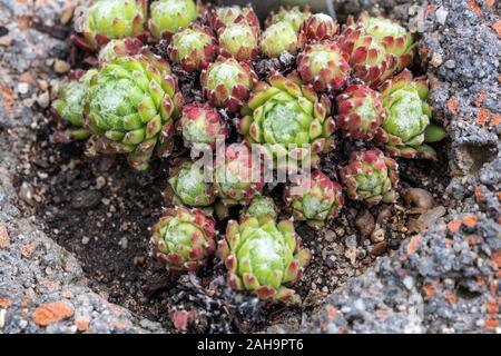 Poule et poussins Houseleek Sempervivum calcareum Banque D'Images