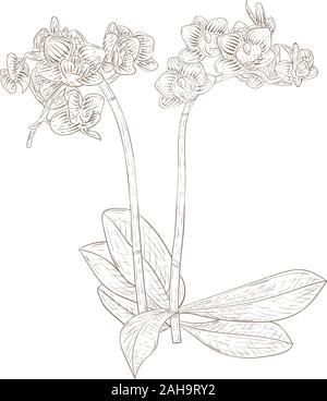 Orchidée Phalaenopsis. Croquis dessinés à la main, Illustration de Vecteur