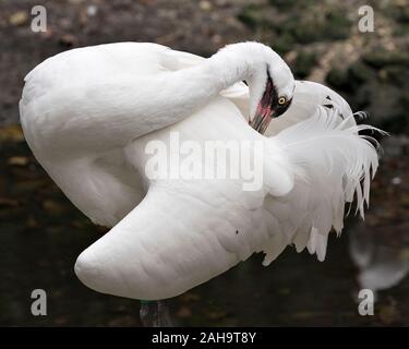 Oiseau Grue blanche close-up Vue de profil avec l'arrière-plan flou d'plumes blanches nettoyage affichage couleur du plumage blanc plumage, yeux, bec, long cou je Banque D'Images