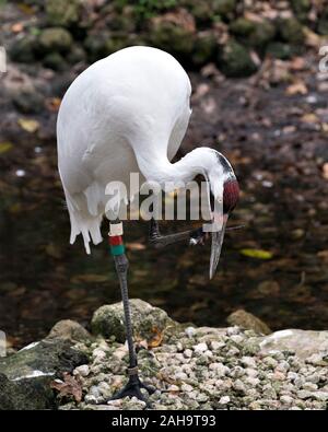 Oiseau Grue blanche close-up Vue de profil debout la tête vers l'eau l'éraflure bec, affichant des plumes blanches, plumage tête couronnée rouge, bec, oeil, Banque D'Images