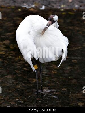 Oiseau Grue blanche close-up Vue de profil situé dans le nettoyage de l'eau affichage ailes plumes blanches, bec, pattes, dans ses environs et envi Banque D'Images