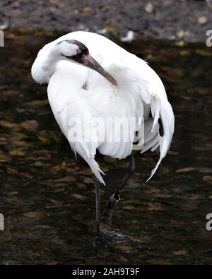 Oiseau Grue blanche close-up Vue de profil situé dans le nettoyage de l'eau affichage ailes plumes blanches, bec, pattes, dans ses environs et envi Banque D'Images