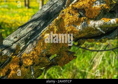 Commune Xanthoria parietina lichen jaune sur le bois sec Banque D'Images