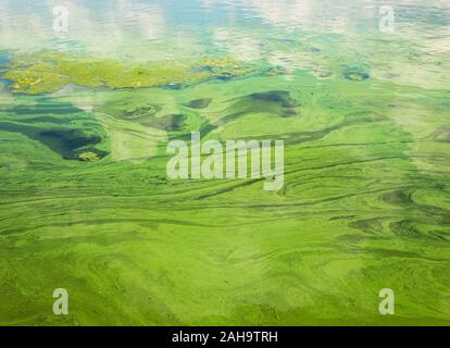 Les masses d'eau qui coule vert sur la rivière ukrainien Dnipro couverts par cyanobacterias en raison de l'évolution du phytoplancton en saisons chaudes Banque D'Images