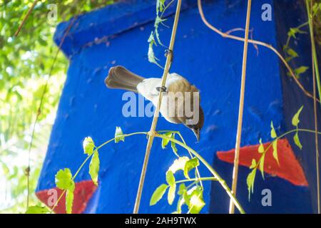 Bulbul des jardins (Pycnonotus barbatus commun) dans Jardin Majorelle, jardin Majorelle. Marrakech, Gueliz, Maroc Banque D'Images