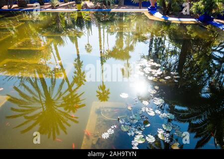 Jardin Majorelle, jardin Majorelle.Water Lily pool, Yves Saint Laurent et Pierre Bergé anciennement propriétaires. Marrakech, Gueliz, Maroc Banque D'Images