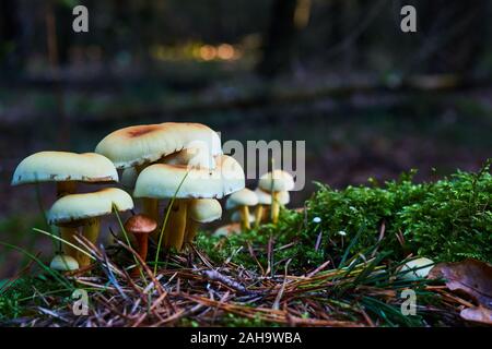 Champignons jaune contre le fond sombre de la forêt en soirée, beaucoup d'espace libre copy space Banque D'Images