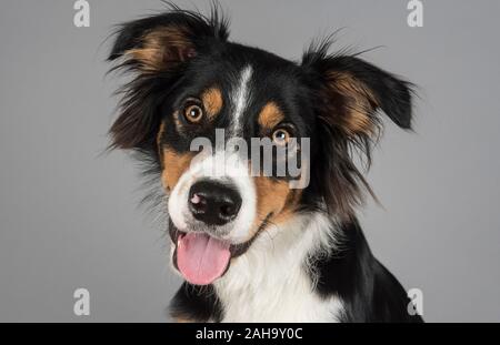 Young Border Collie, Royaume-Uni. Banque D'Images