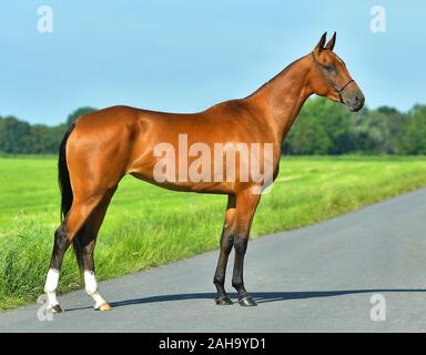 Akhal Téké Bay horse sur la route asphal près de la pelouse en été. Banque D'Images