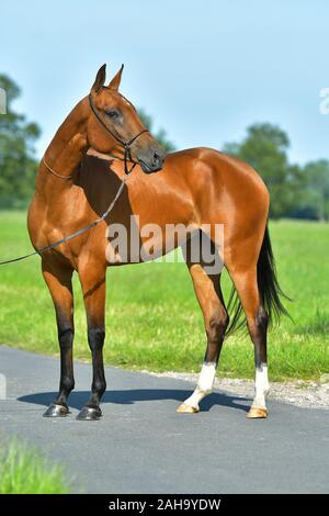 Akhal Téké Bay horse sur la route asphal près de la pelouse en été. Banque D'Images