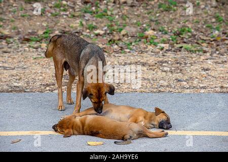 La mère nettoie le chiot chien couché sur la route. Banque D'Images