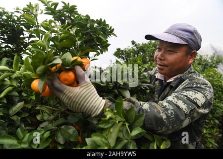 Wuming, la région autonome Zhuang du Guangxi. Dec 27, 2019. Un travailleur picks oranges dans le district de Wuming Village 3341 Caves à Nanning, Chine du Sud, région autonome Zhuang du Guangxi, le 27 décembre 2019. Plantation de Fruits est devenu un pilier à un accroissement des revenus des agriculteurs dans le district de Wuming. Credit : Lu Boan/Xinhua/Alamy Live News Banque D'Images